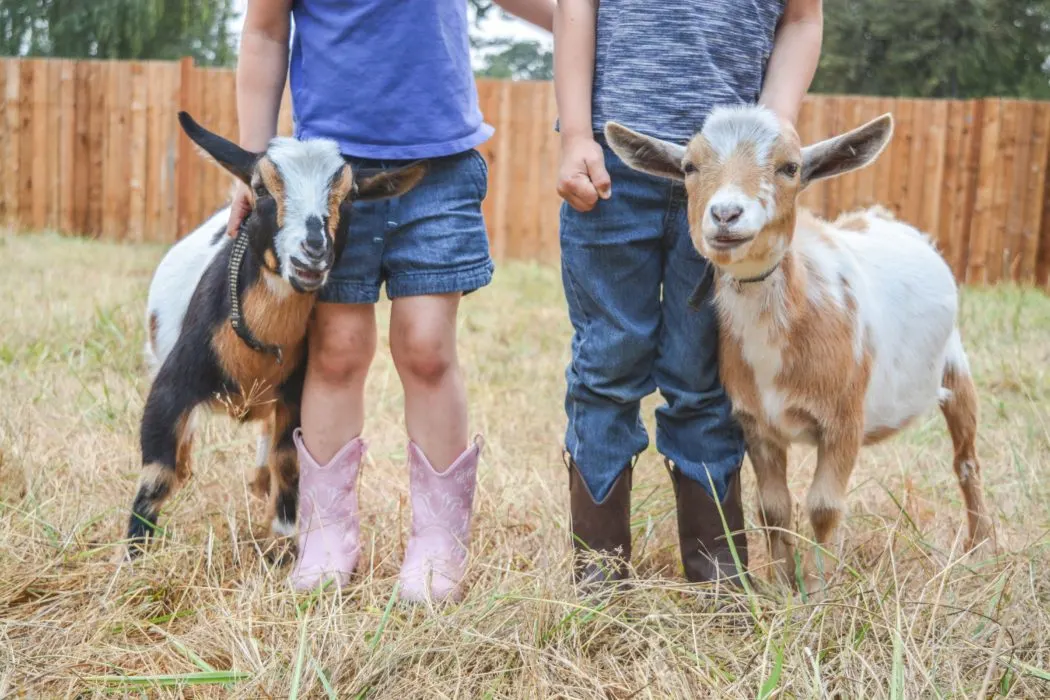 dwarf goats